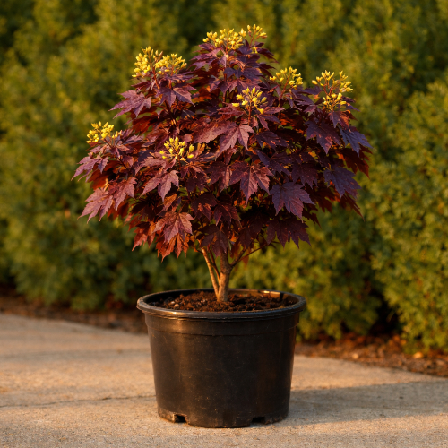 Клен остролистный Кримсон Сентри купить