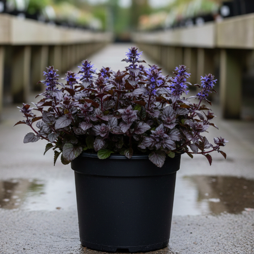 Живучка ползучая Атропурпурея купить