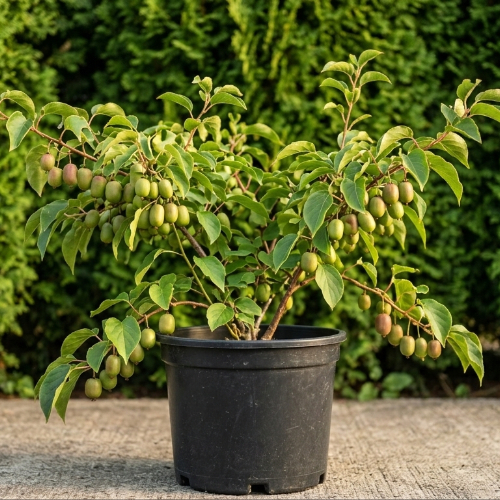 Актинидия острая Женева (женский сорт) купить