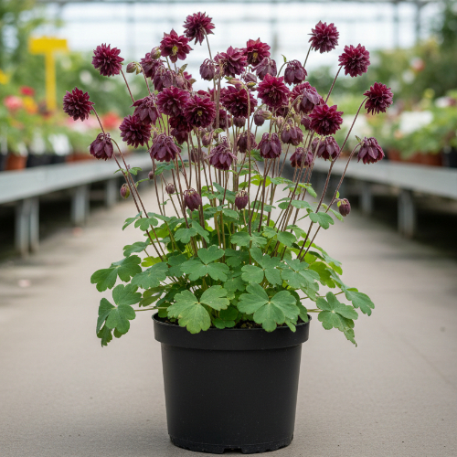 Аквилегия гибридная Bordeaux Barlow купить