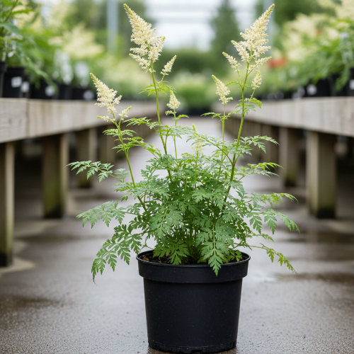 Волжанка двудомная купить