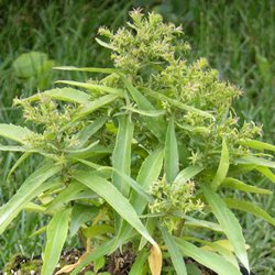 Астра кустообразная Алиса Хаслам купить