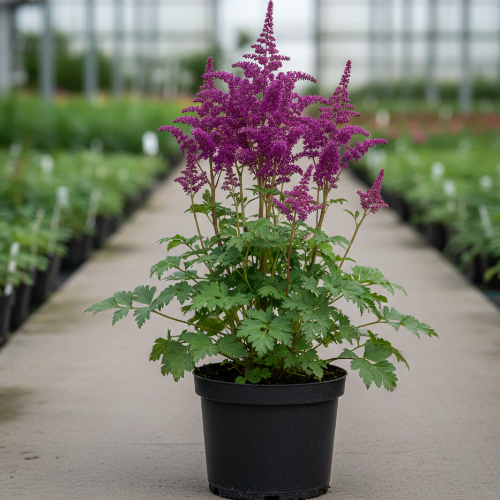 Астильба Арендса Аметист купить