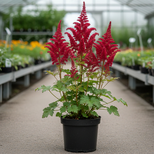 Астильба Арендса Марс купить