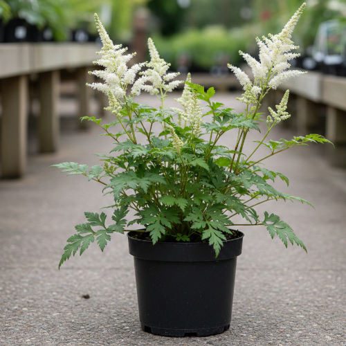 Астильба Арендса Вэйс Глория купить