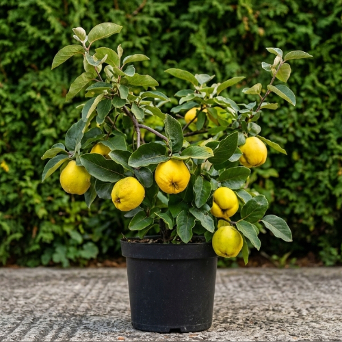 Айва Яблоковидная купить