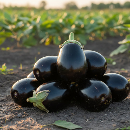 Баклажан Галич купить