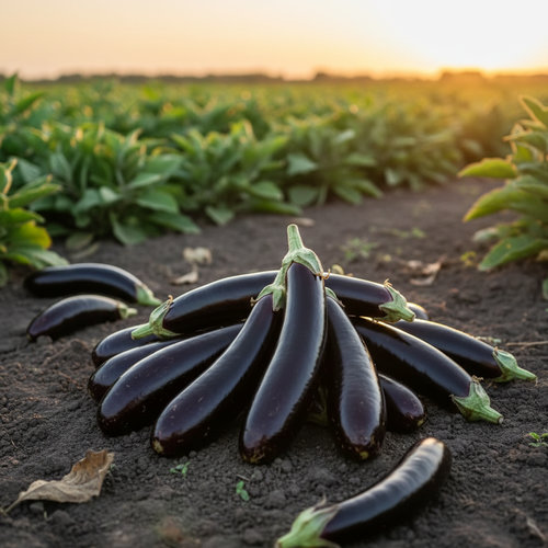 Баклажан Меч Самурая купить