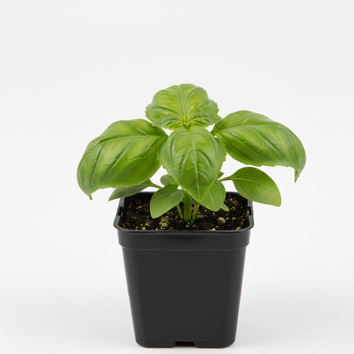 Базилик овощной Тонус купить