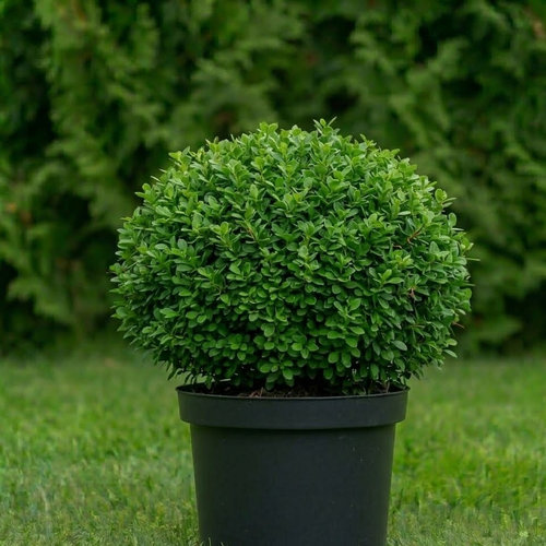 Барбарис Тунберга Коболд купить