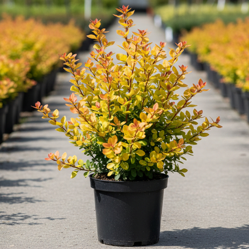 Барбарис Тунберга Мария купить