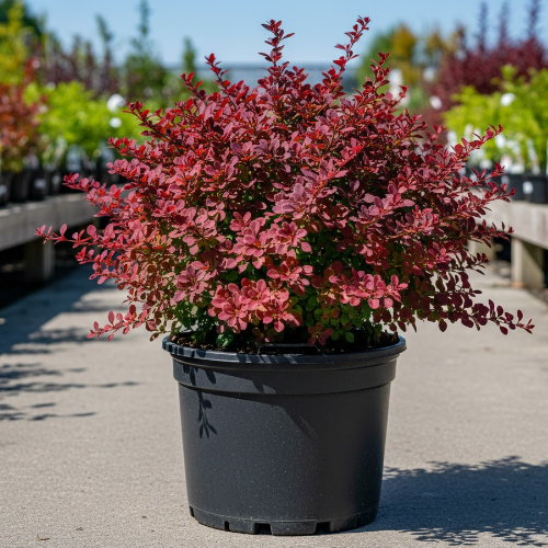 Барбарис Тунберга купить