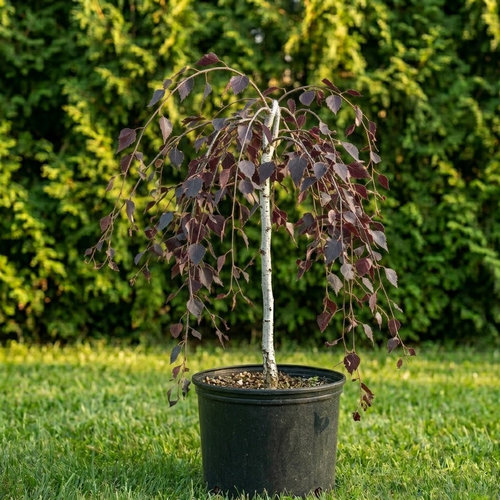 Береза повислая Пурпуреа купить