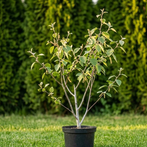 Береза пушистая  купить