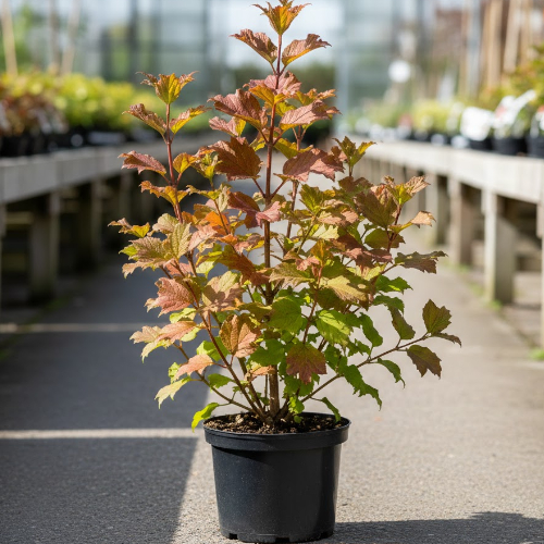 Калина обыкновенная / Viburnum opulus Roseum купить