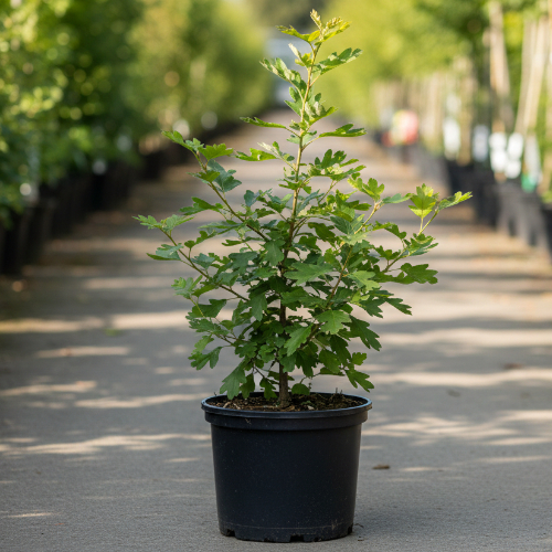 Боярышник сливолистный Спленденс купить