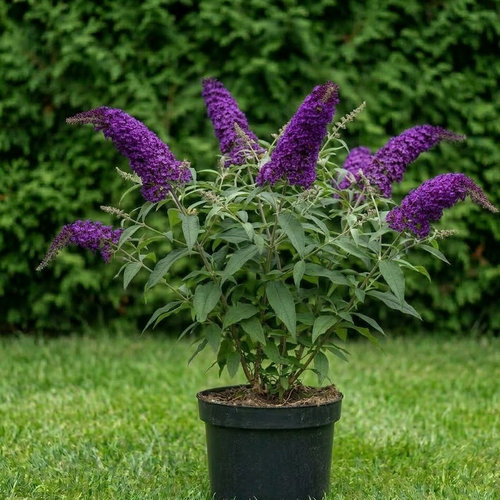 Буддлея Давида Пёпл Принцес купить