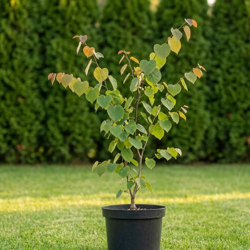 Багрянник обыкновенный купить