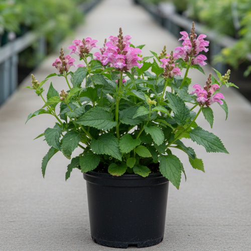 Хелона косая купить