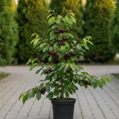 Черешня Ипуть купить