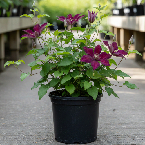 Клематис Акаиши купить