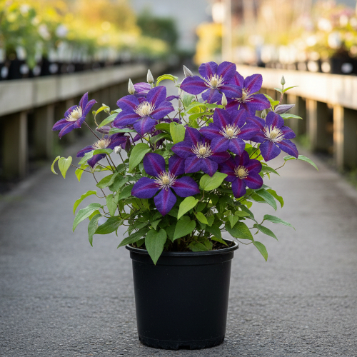 Клематис Индийская Звезда купить