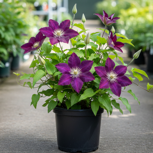 Клематис Виктория купить