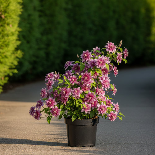 Клематис Витицелла Плена Елеганс купить