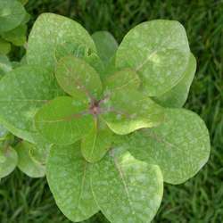 Скумпия кожевенная купить