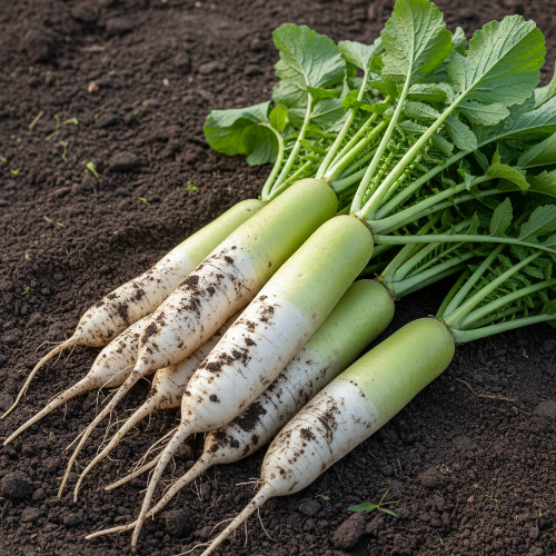 Дайкон Миноваси купить