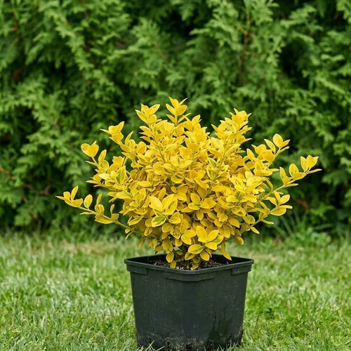 Бересклет Форчуна Саншайн купить