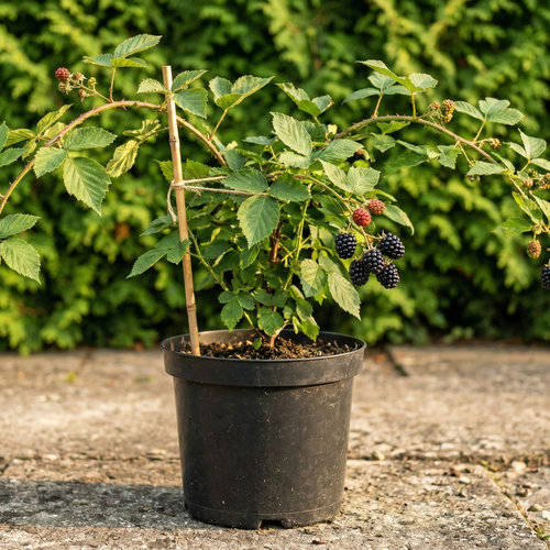 Ежевика Блэк Бьюти купить