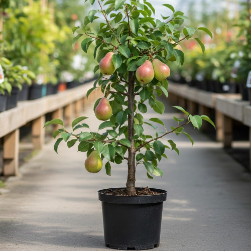 Груша Чижовская купить