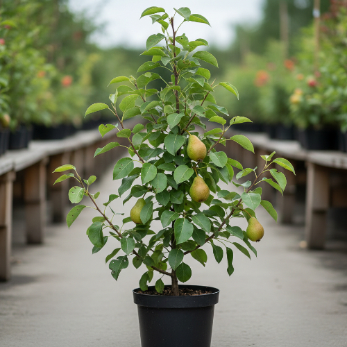 Груша Кокинская купить