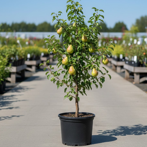 Груша Ника купить