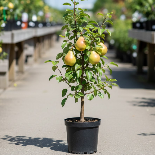 Груша Тихий дон купить