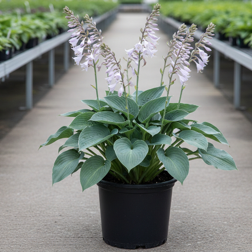 Хоста гибридная Прэйри Скай купить