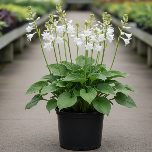 Хоста гибридная Роял Стандарт купить