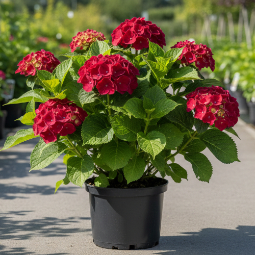 Гортензия крупнолистная Alpengluhen купить