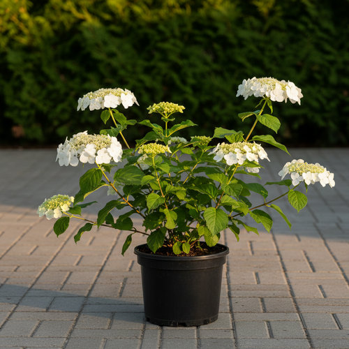 Гортензия черешковая Hydrangea petrolaris купить