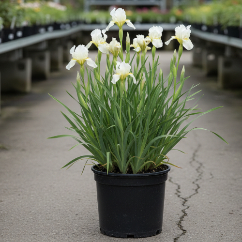 Ирис сибирский Мун Силк купить