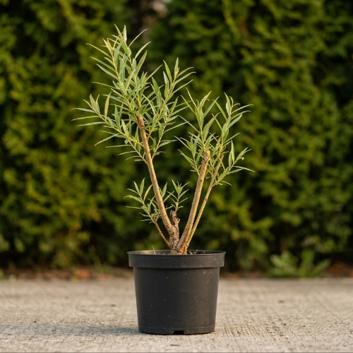 Ива Белотал купить