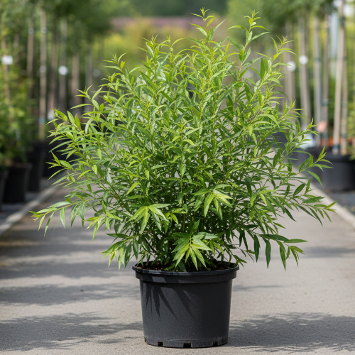 Ива Сукачева купить