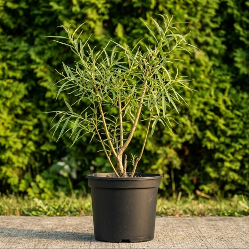 Ива Уральская корзиночка купить