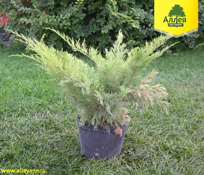 Можжевельник казацкий Броадмур купить