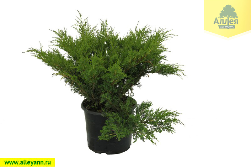 Можжевельник казацкий Мас купить