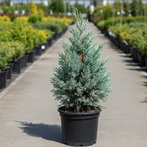 Можжевельник скальный Мунглоу купить