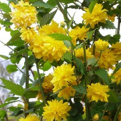 Керия японская Пленифлора купить