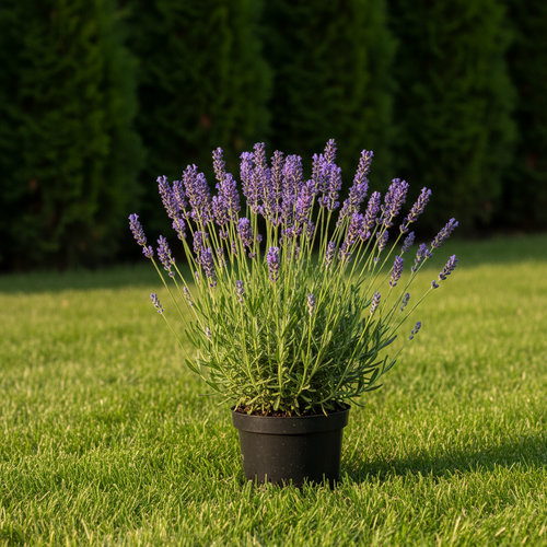 Лаванда Блю Спент Эрли купить