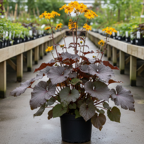 Бузульник зубчатый Отелло купить